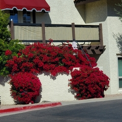 Bougainvillea