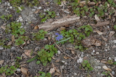 Scilla vindobonensis
