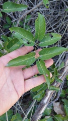 Tanaecium dichotomum