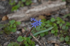 Scilla vindobonensis