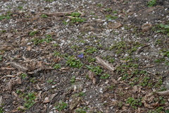 Scilla vindobonensis