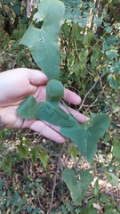 Aristolochia triangularis