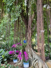 Ficus microcarpa microcarpa