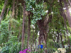 Ficus microcarpa microcarpa