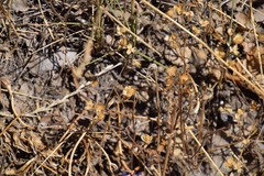 Helianthemum ledifolium