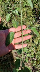 Tanaecium dichotomum