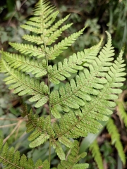 Dryopteris pseudosparsa
