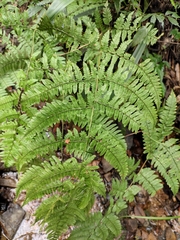 Dryopteris pseudosparsa