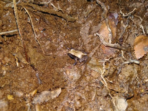 Eupsophus roseus