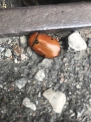 Pelidnota punctata