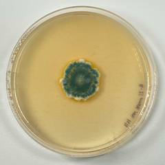 Penicillium melanoconidium