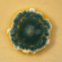 Penicillium melanoconidium