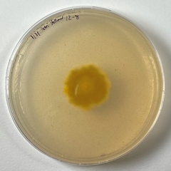 Penicillium melanoconidium