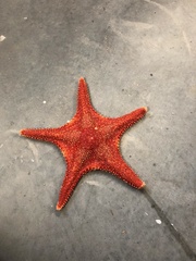 Hippasteria phrygiana