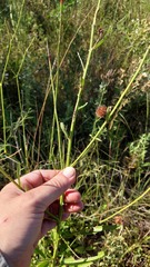 Byttneria filipes