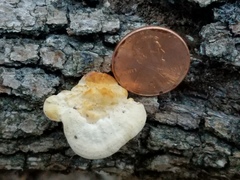 Truncospora ochroleuca