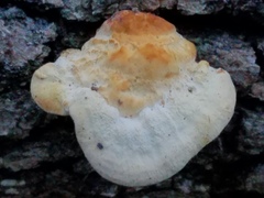 Truncospora ochroleuca