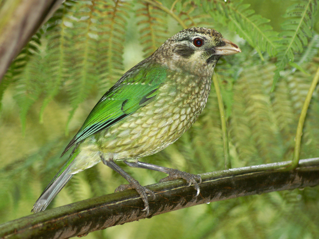 Spotted Catbird