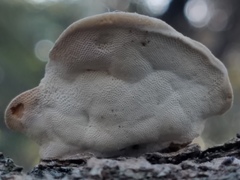 Truncospora ochroleuca