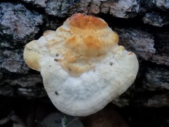 Truncospora ochroleuca