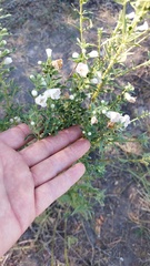 Agalinis genistifolia