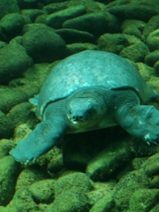 Carettochelys insculpta