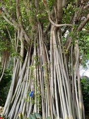 Ficus microcarpa microcarpa
