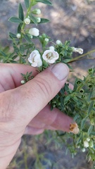 Agalinis genistifolia