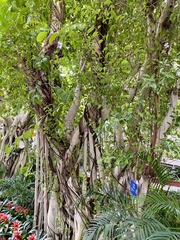 Ficus microcarpa microcarpa