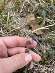 Scutellaria parvula australis
