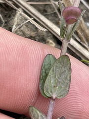Scutellaria parvula australis