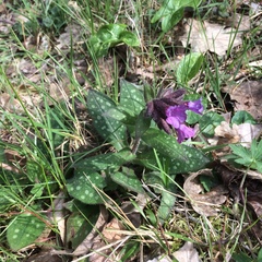 Pulmonaria officinalis