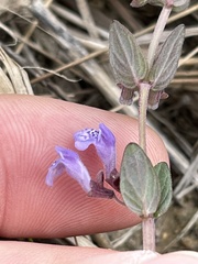 Scutellaria parvula australis