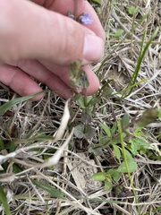 Scutellaria parvula australis