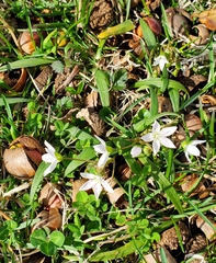 Claytonia virginica