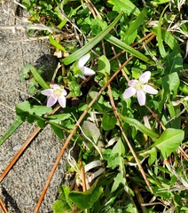 Claytonia virginica