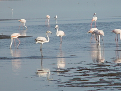 Phoenicopterus roseus
