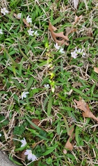 Claytonia virginica