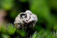 Poronia erici