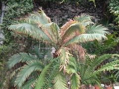 Encephalartos lebomboensis