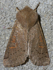 Orthosia annulimacula