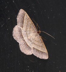 Chiasmia normata