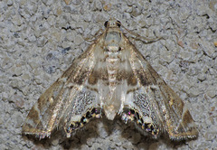 Petrophila heppneri