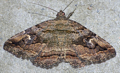 Zaleops umbrina