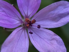 Erodium acaule