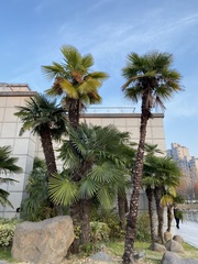 Trachycarpus fortunei