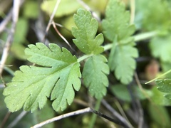Erodium acaule
