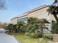 Trachycarpus fortunei