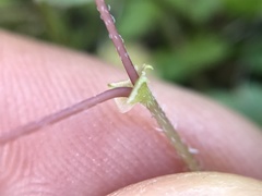 Erodium acaule