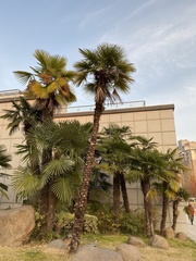 Trachycarpus fortunei